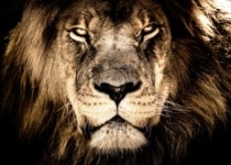 meaning and qualities of entrepreneur - belief